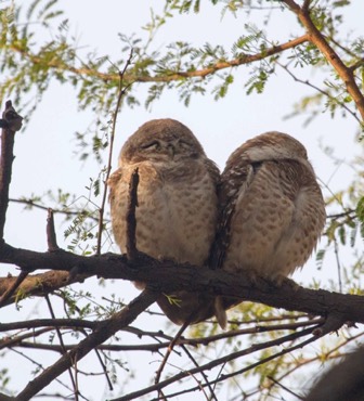 spotted owlet